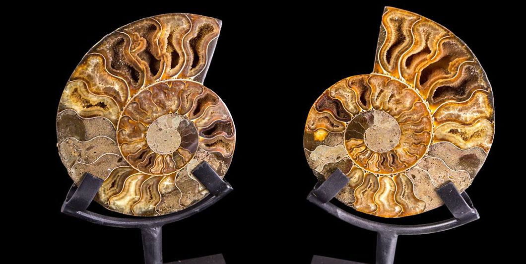 Jewelry and Fossil Shop of Steamboat Springs, Co