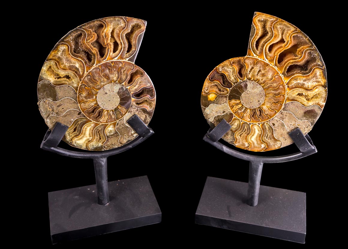 Jewelry and Fossil Shop of Steamboat Springs, Co