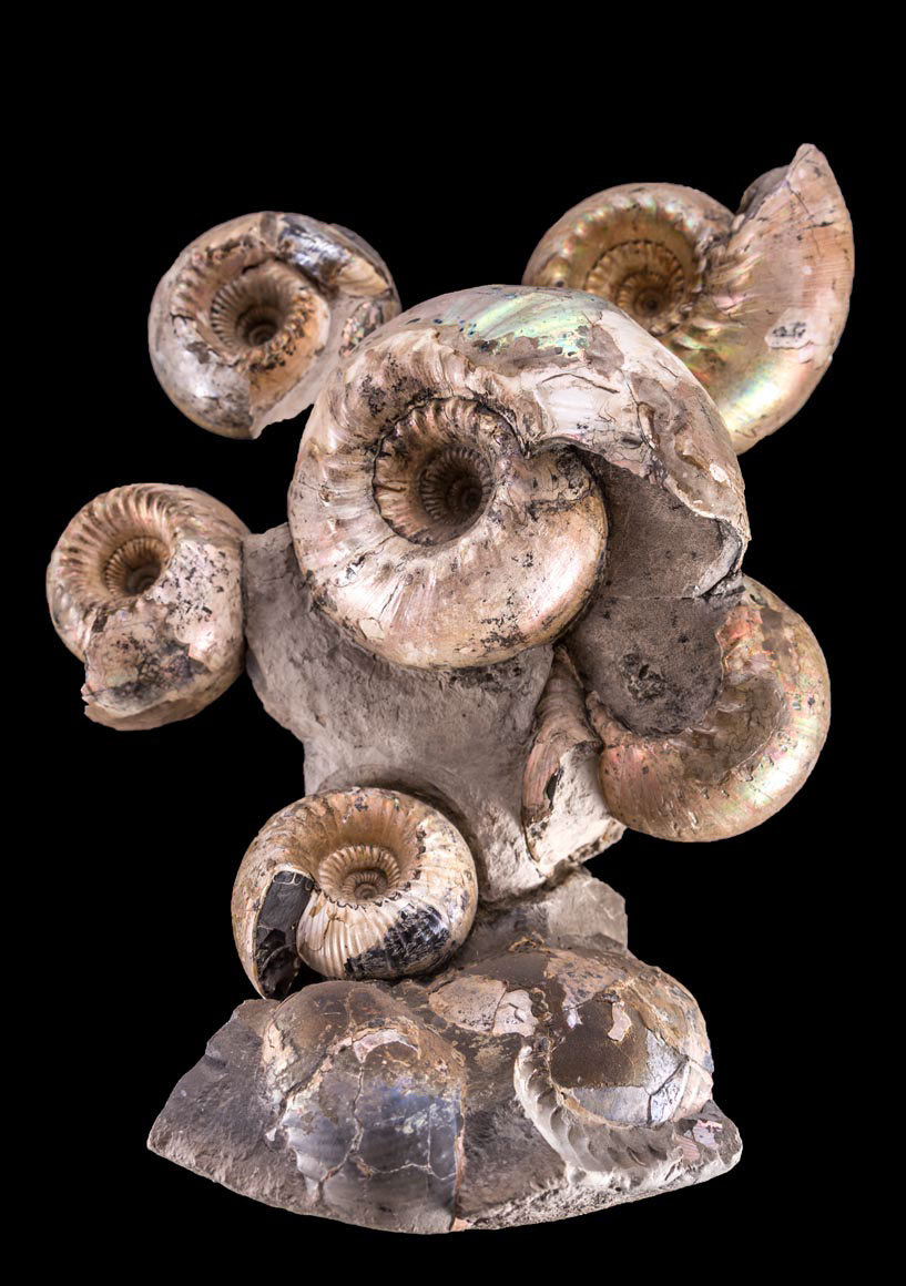 Jewelry and Fossil Shop of Steamboat Springs, Co