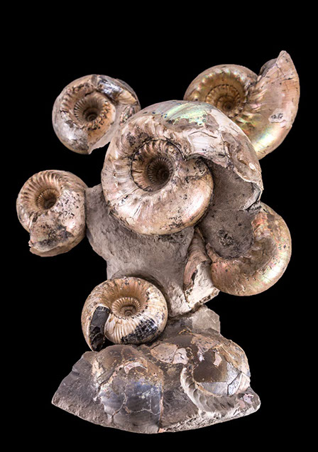 Jewelry and Fossil Shop of Steamboat Springs, Co