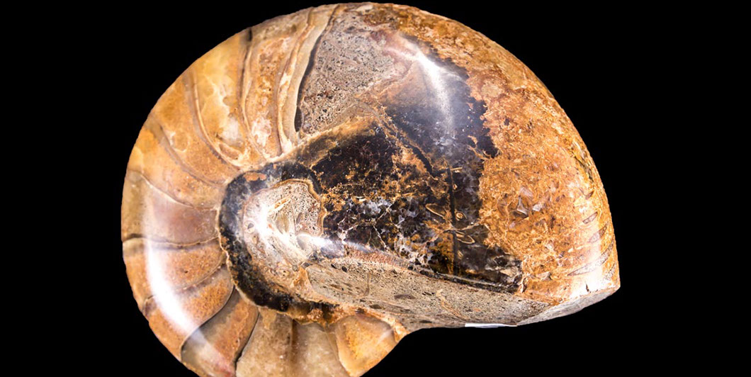 Jewelry and Fossil Shop of Steamboat Springs, Co