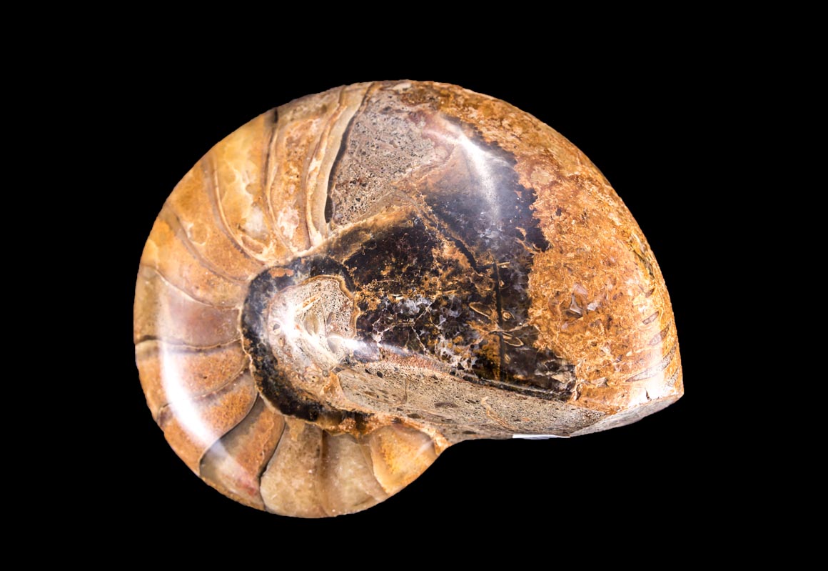 Jewelry and Fossil Shop of Steamboat Springs, Co