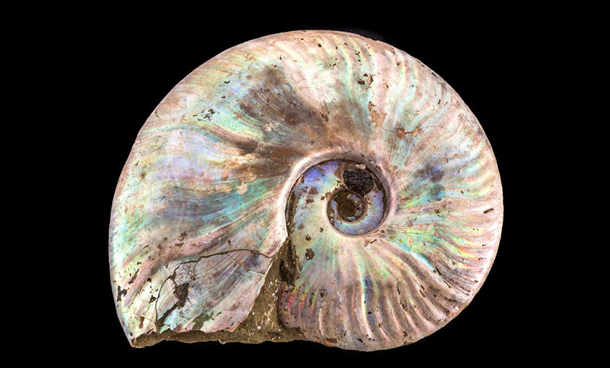 Jewelry and Fossil Shop of Steamboat Springs, Co