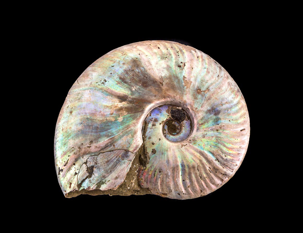 Jewelry and Fossil Shop of Steamboat Springs, Co