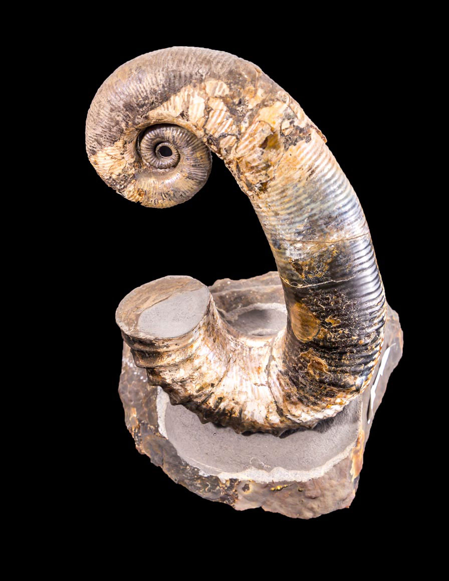 Jewelry and Fossil Shop of Steamboat Springs, Co