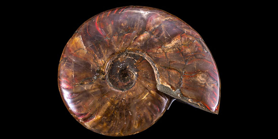 Jewelry and Fossil Shop of Steamboat Springs, Co