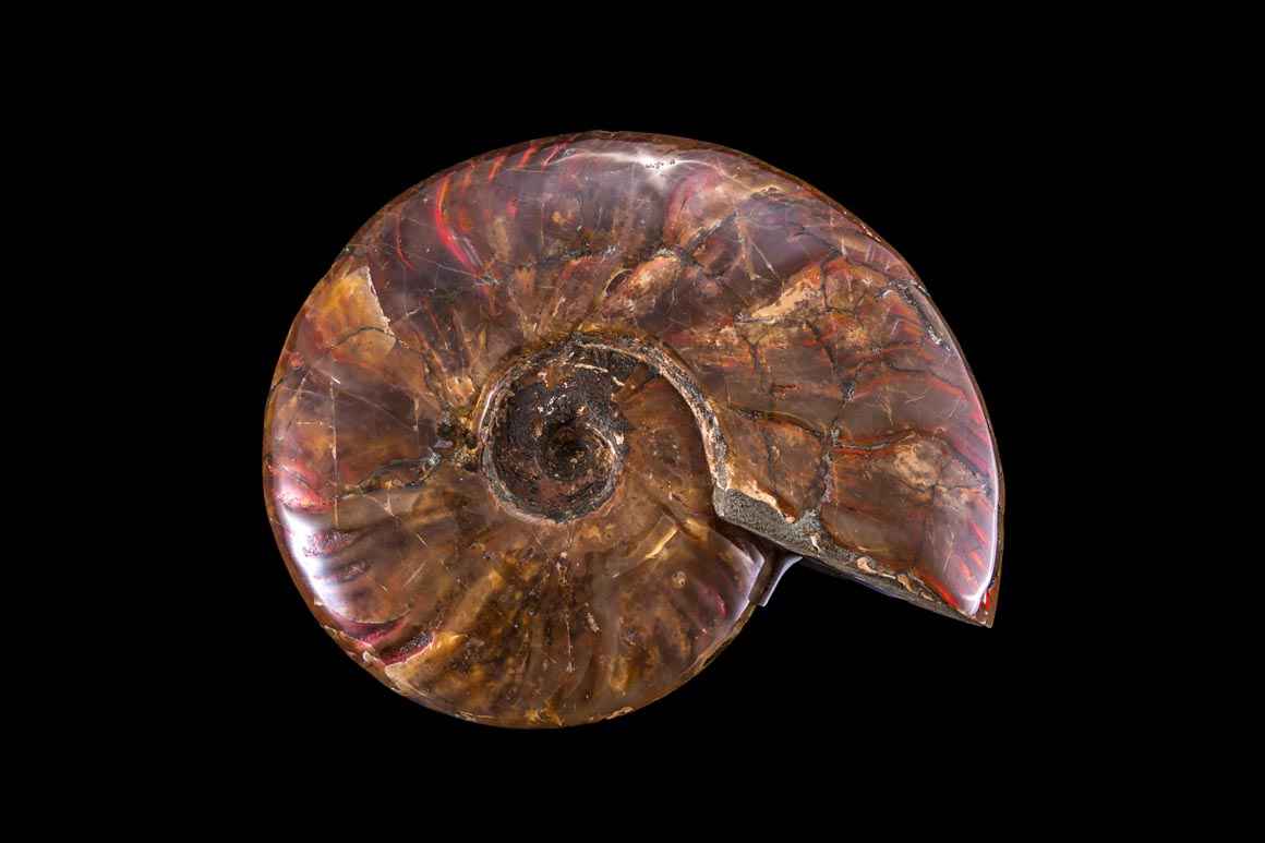 Jewelry and Fossil Shop of Steamboat Springs, Co