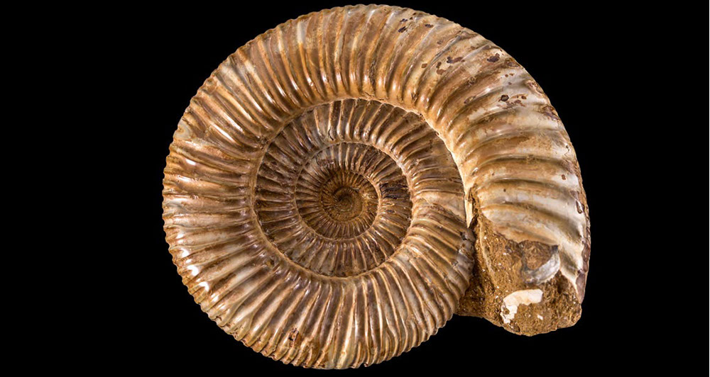 Jewelry and Fossil Shop of Steamboat Springs, Co