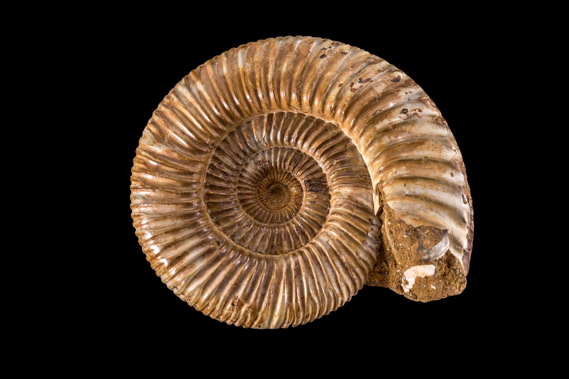 Jewelry and Fossil Shop of Steamboat Springs, Co