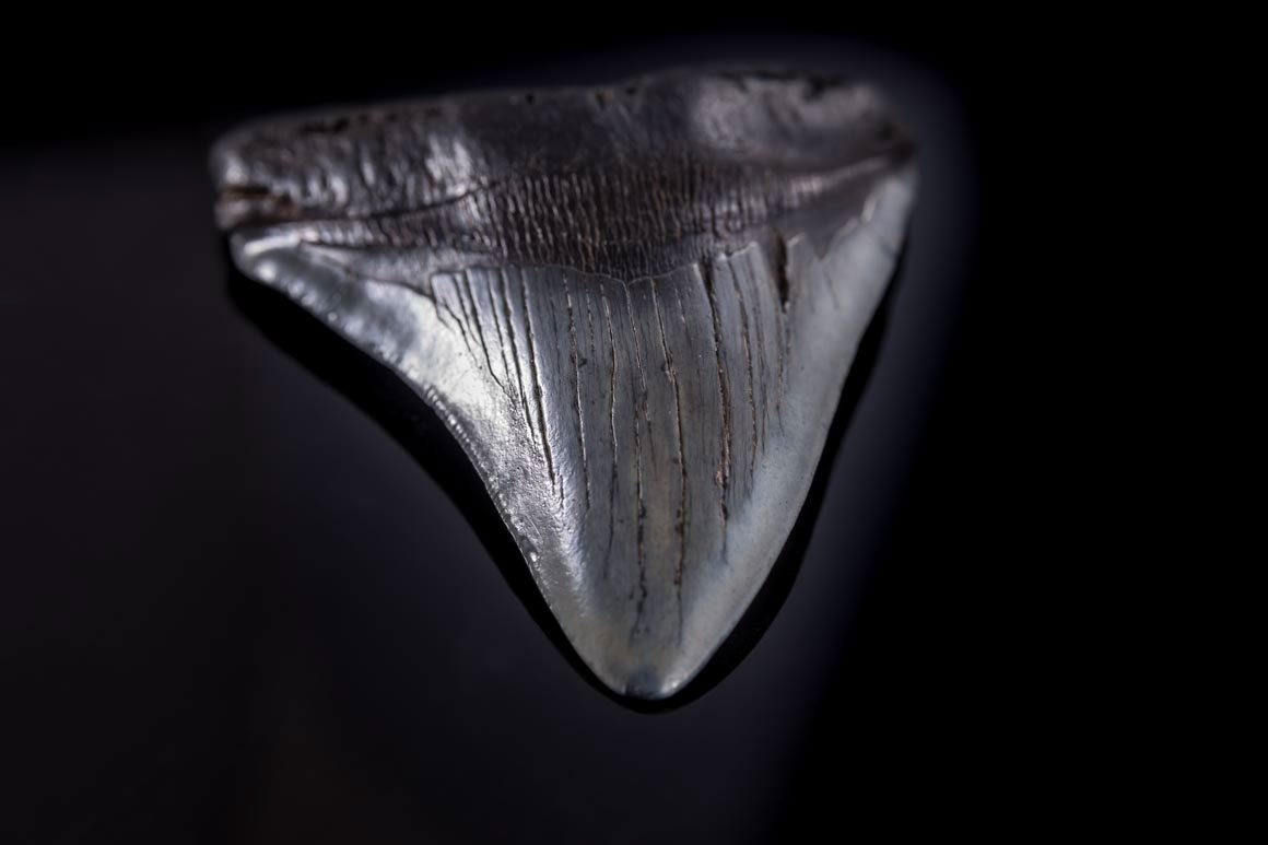 Jewelry and Fossil Shop of Steamboat Springs, Co