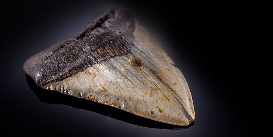 Jewelry and Fossil Shop of Steamboat Springs, Co