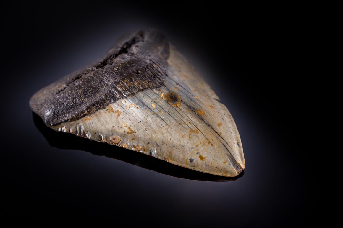 Jewelry and Fossil Shop of Steamboat Springs, Co