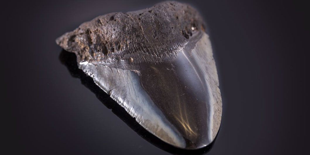 Jewelry and Fossil Shop of Steamboat Springs, Co