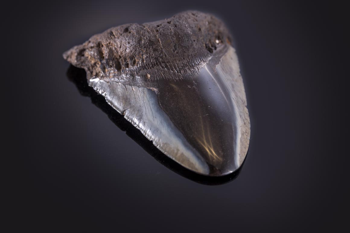 Jewelry and Fossil Shop of Steamboat Springs, Co