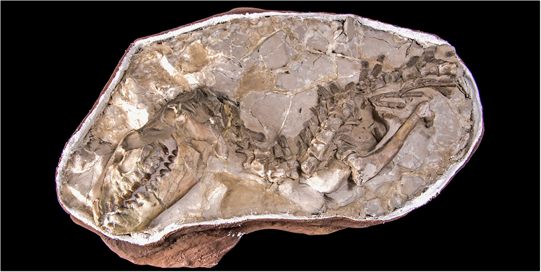 Jewelry and Fossil Shop of Steamboat Springs, Co