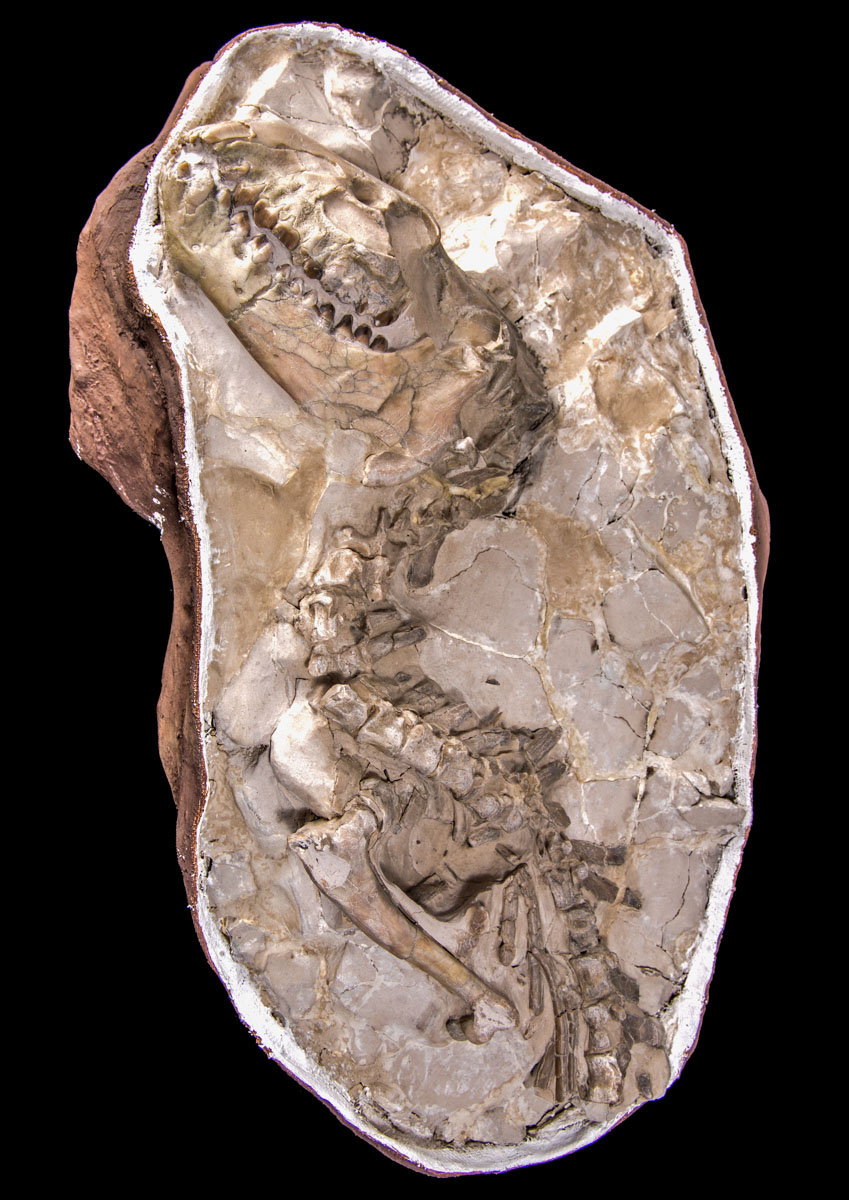 Jewelry and Fossil Shop of Steamboat Springs, Co