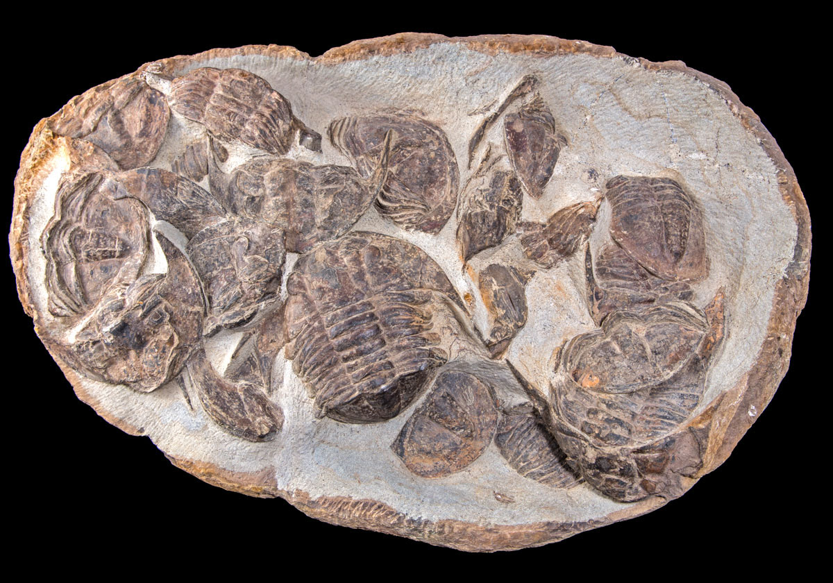 Jewelry and Fossil Shop of Steamboat Springs, Co