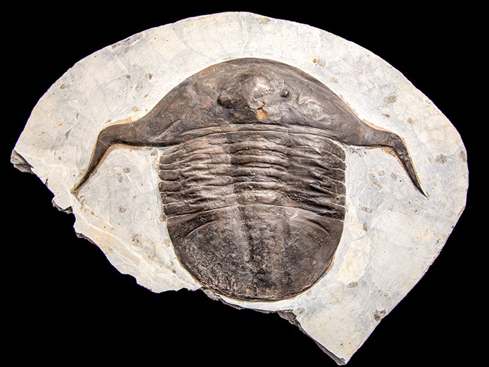 Jewelry and Fossil Shop of Steamboat Springs, Co