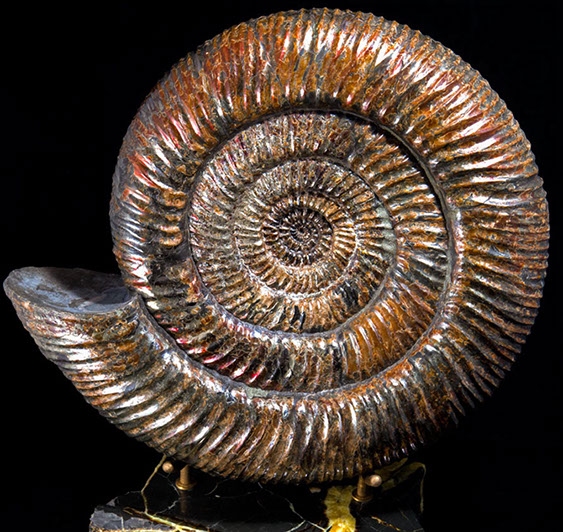 Jewelry and Fossil Shop of Steamboat Springs, Co