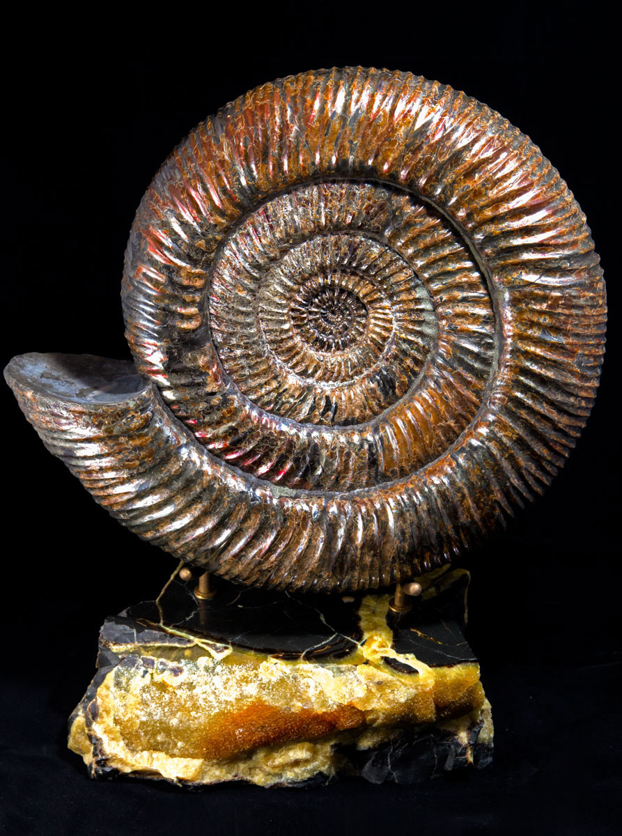 Jewelry and Fossil Shop of Steamboat Springs, Co