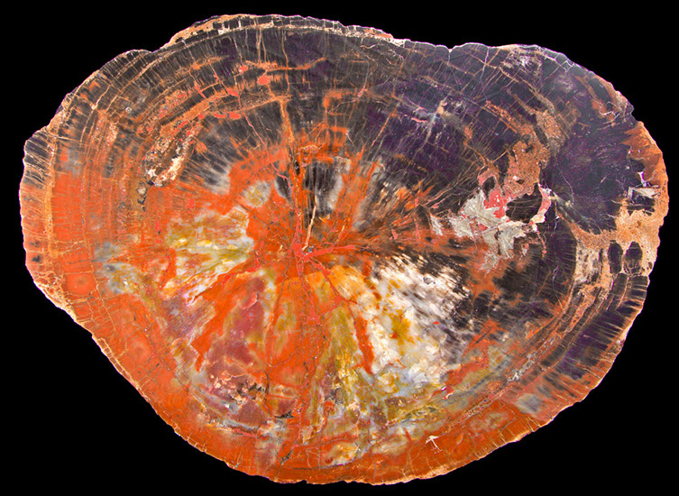 Jewelry and Fossil Shop Jewelry and Fossil Shop of Steamboat Springs, Co