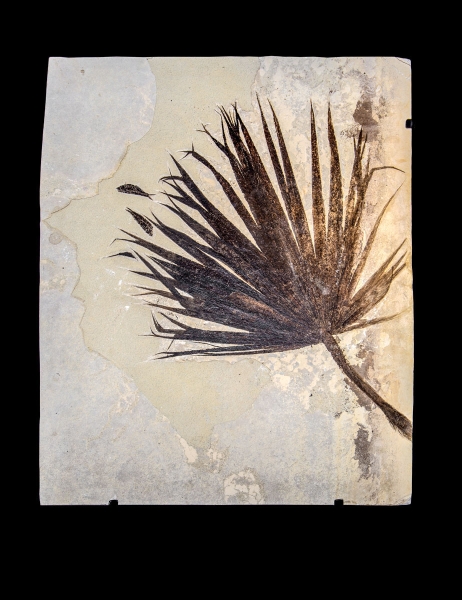 Jewelry and Fossil Shop of Steamboat Springs, Co