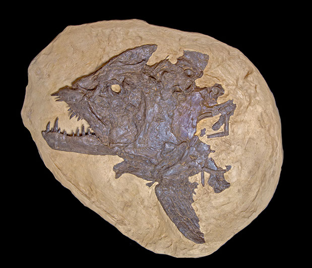 Jewelry and Fossil Shop of Steamboat Springs, Co