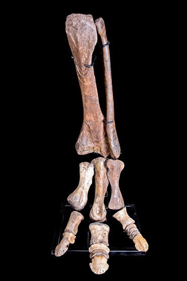 Jewelry and Fossil Shop of Steamboat Springs, Co