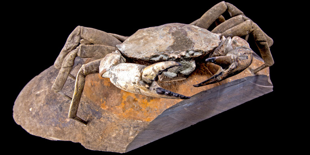 Jewelry and Fossil Shop of Steamboat Springs, Co