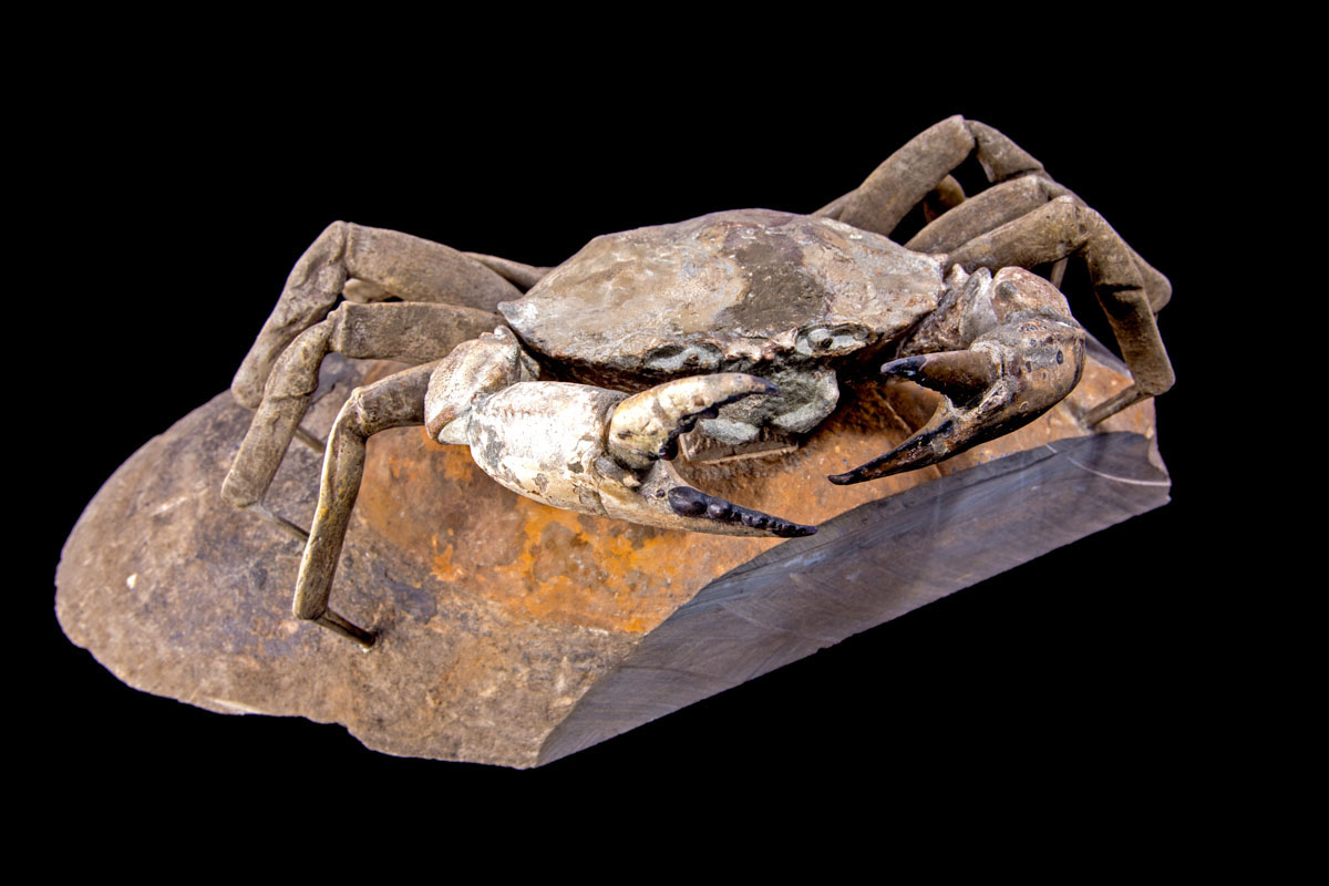 Jewelry and Fossil Shop of Steamboat Springs, Co