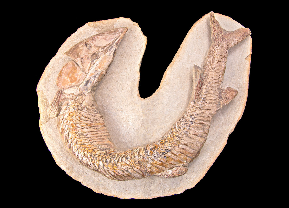 Jewelry and Fossil Shop of Steamboat Springs, Co